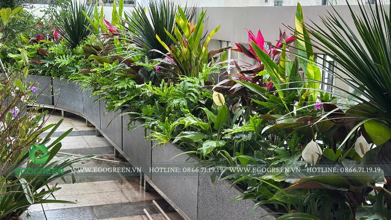 10 loại cây lý tưởng trồng ở sân vườn trên mái